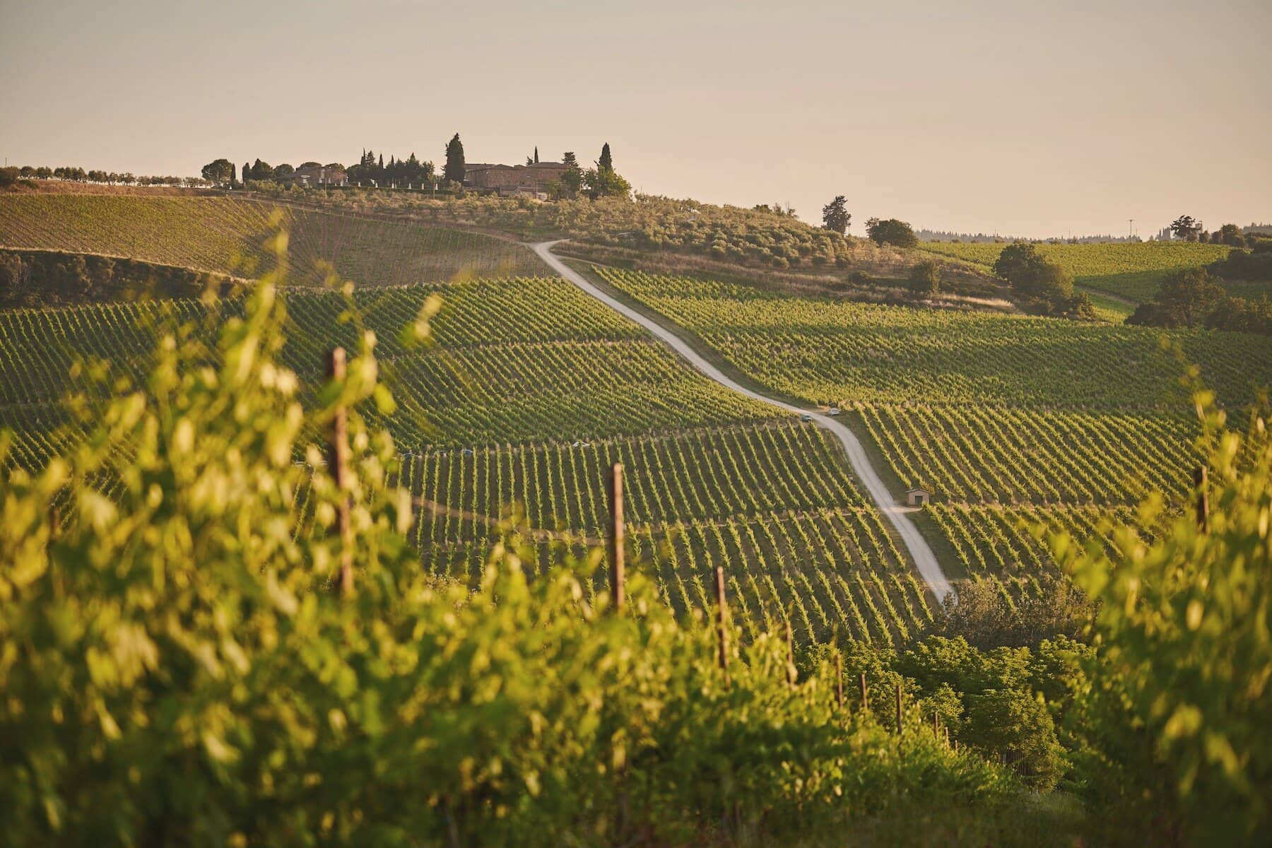 Rows of vines running downhill in Tuscany at the end of the day, a farm building on the ridge behind.