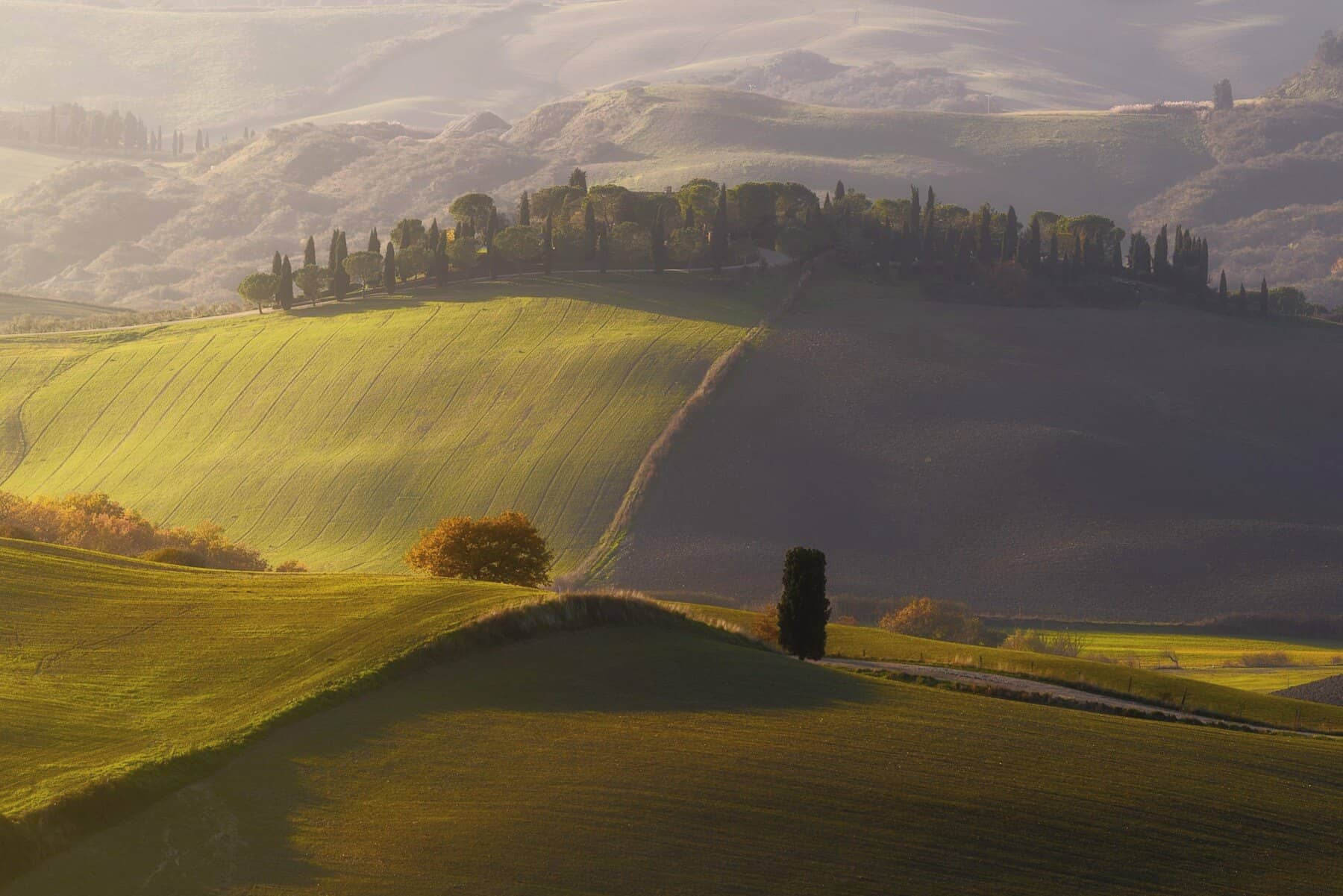 Raking afternoon light across the ploughed and planted hills of the Val d'Orcia, one tree on the near ridge.